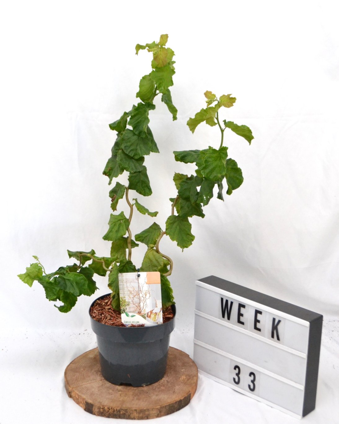 Corylus a. 'Medusa' - C3 20-40 CM